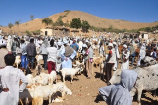 Eritrea animal market