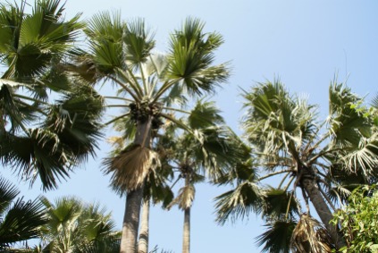 Gambia palm trees