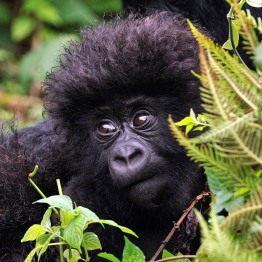 Mountain gorilla, DRC