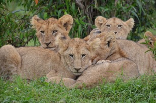Tsavo lions, Kenya