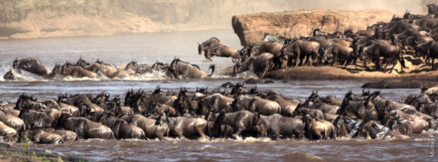 Wildebeest migration, Kenya