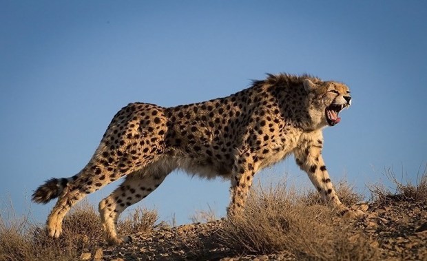 Iranian_Cheetah_roars