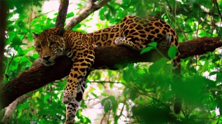 Jaguar at Cockscomb Basin Wildlife Sanctuary
