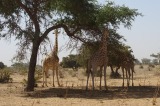Wild giraffes in Niger